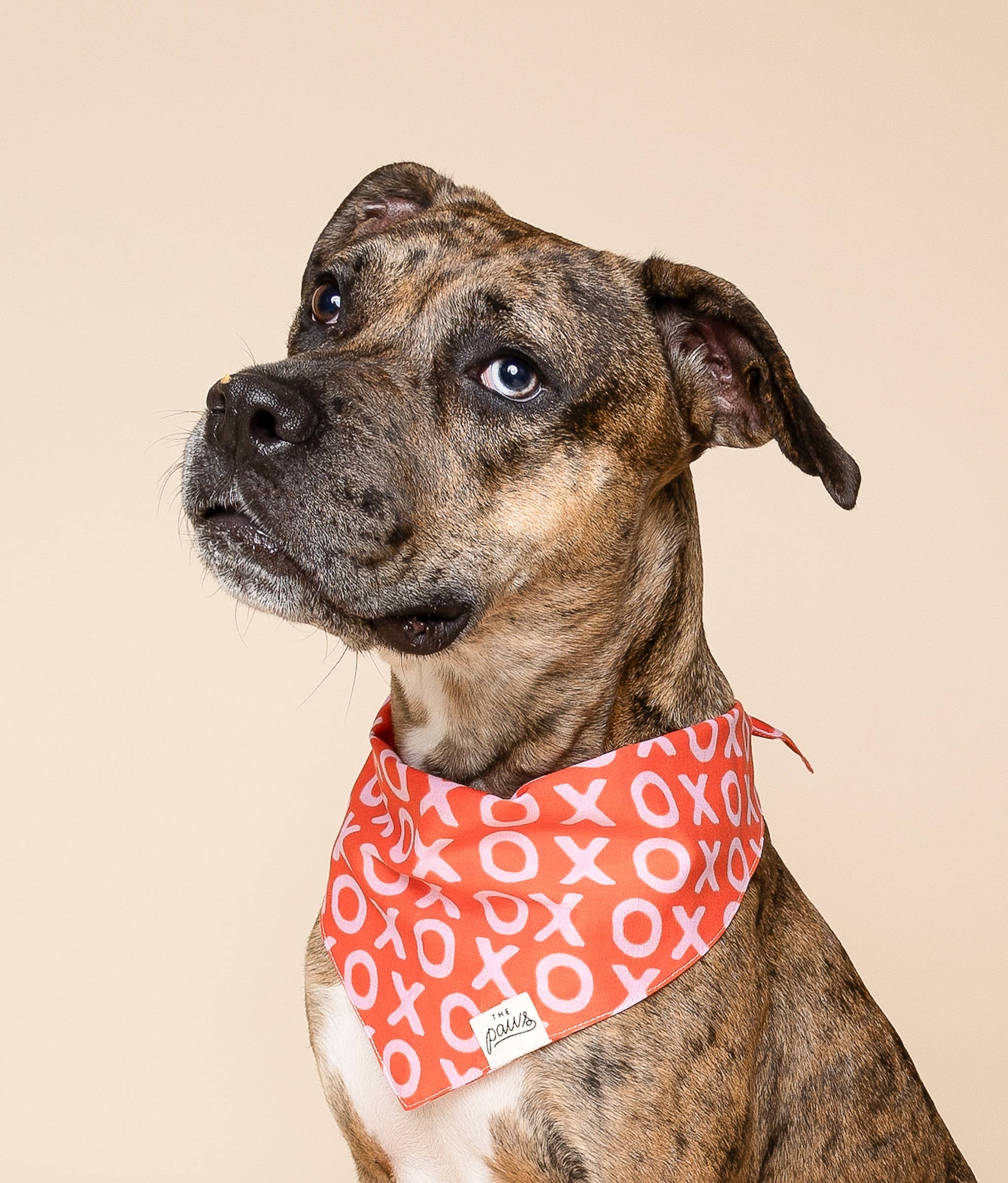 XO Dog Bandana