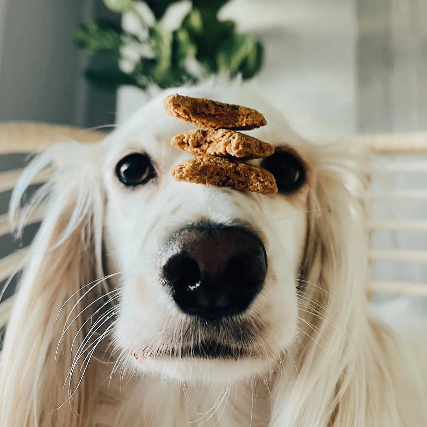 Balance + Calm Dog Treats