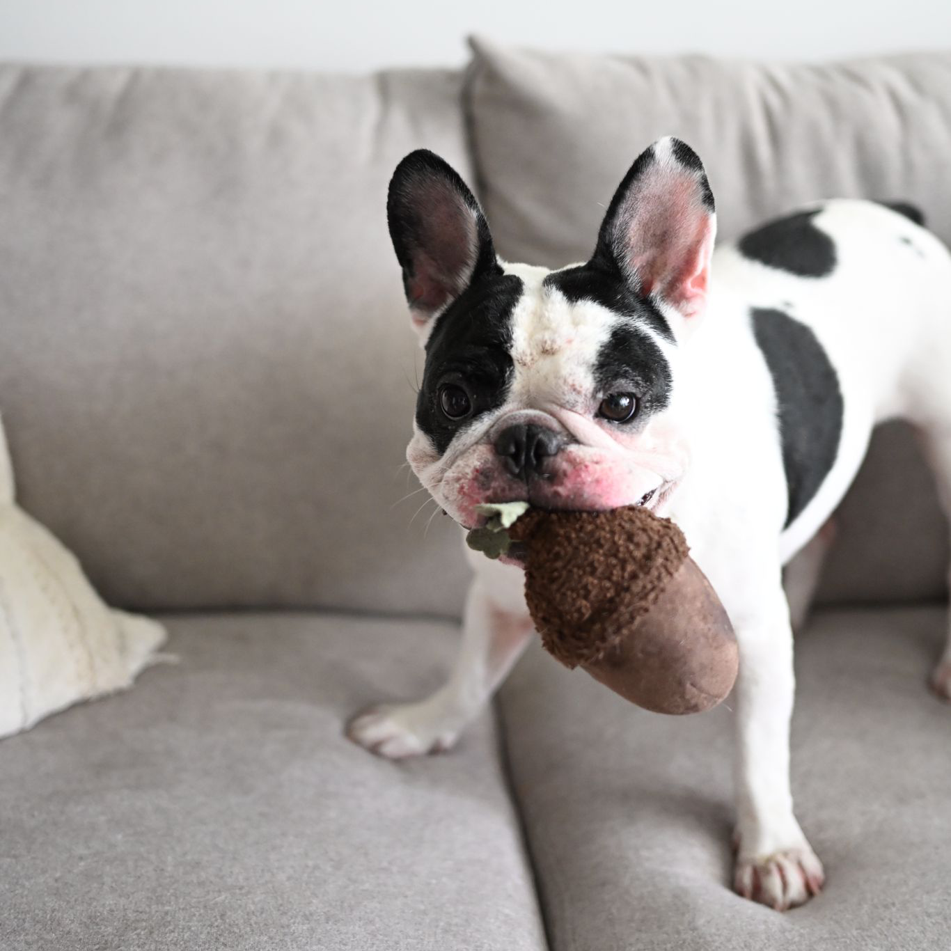 Acorn Dog Toy