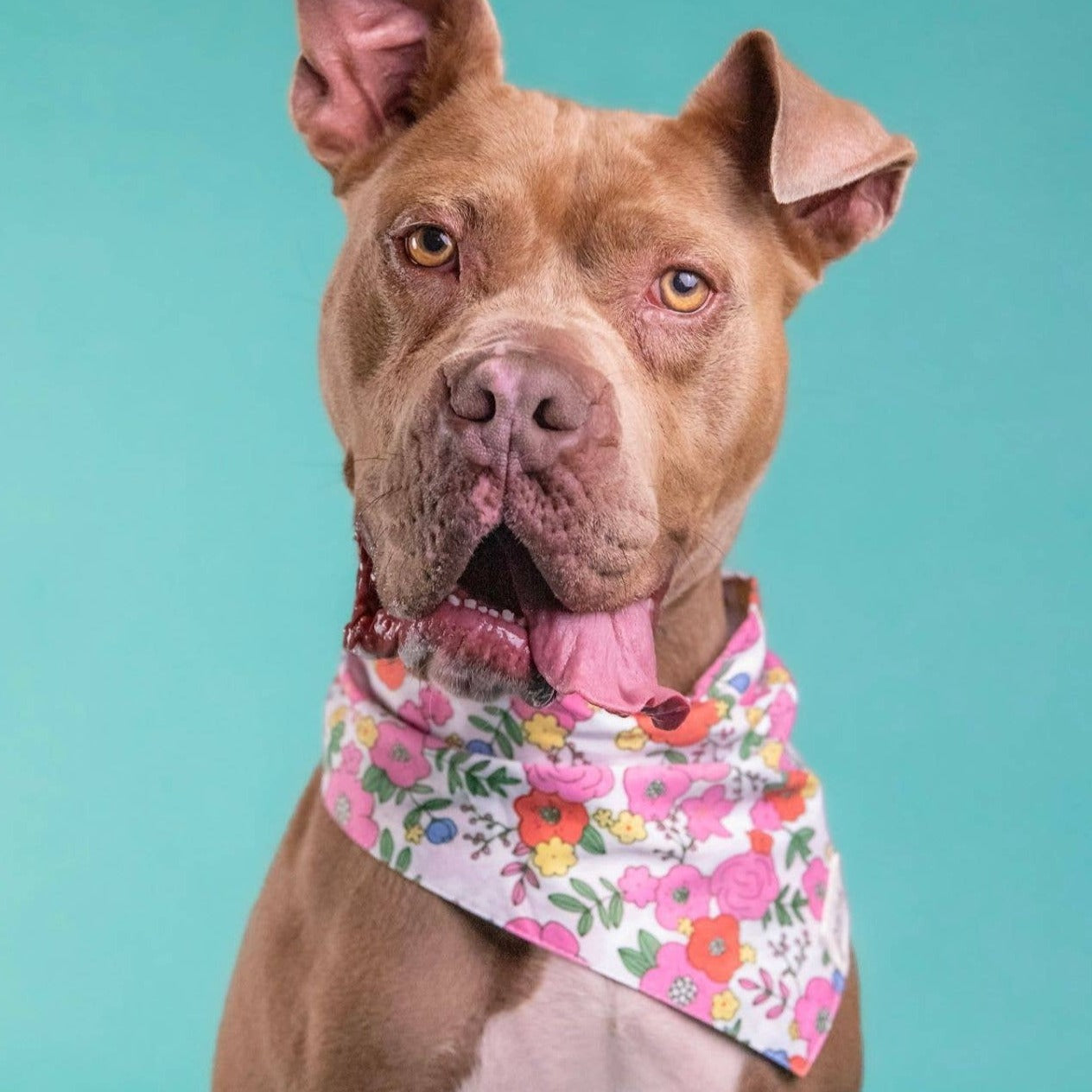 Blossom Dog Bandana