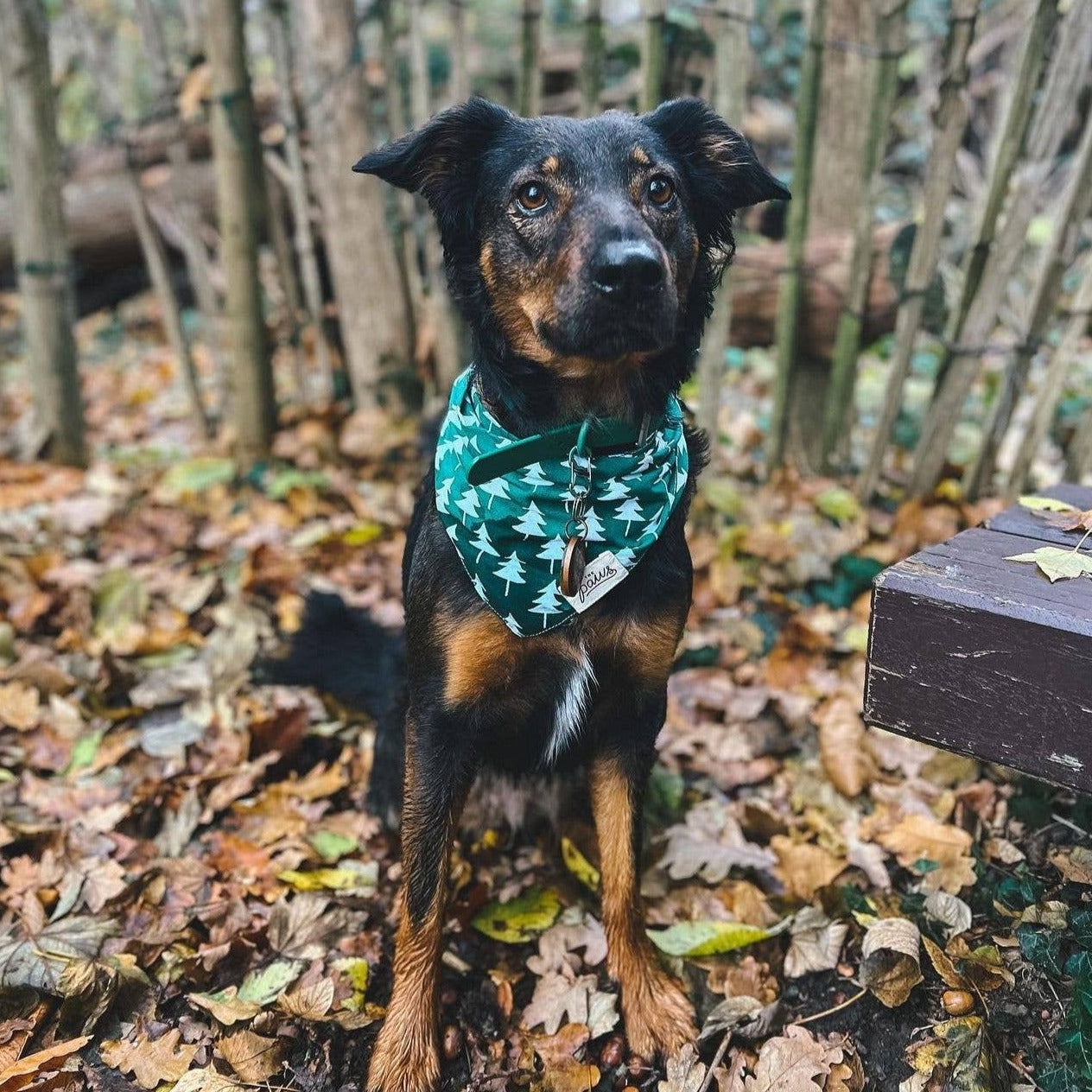 Rainier Dog Bandana