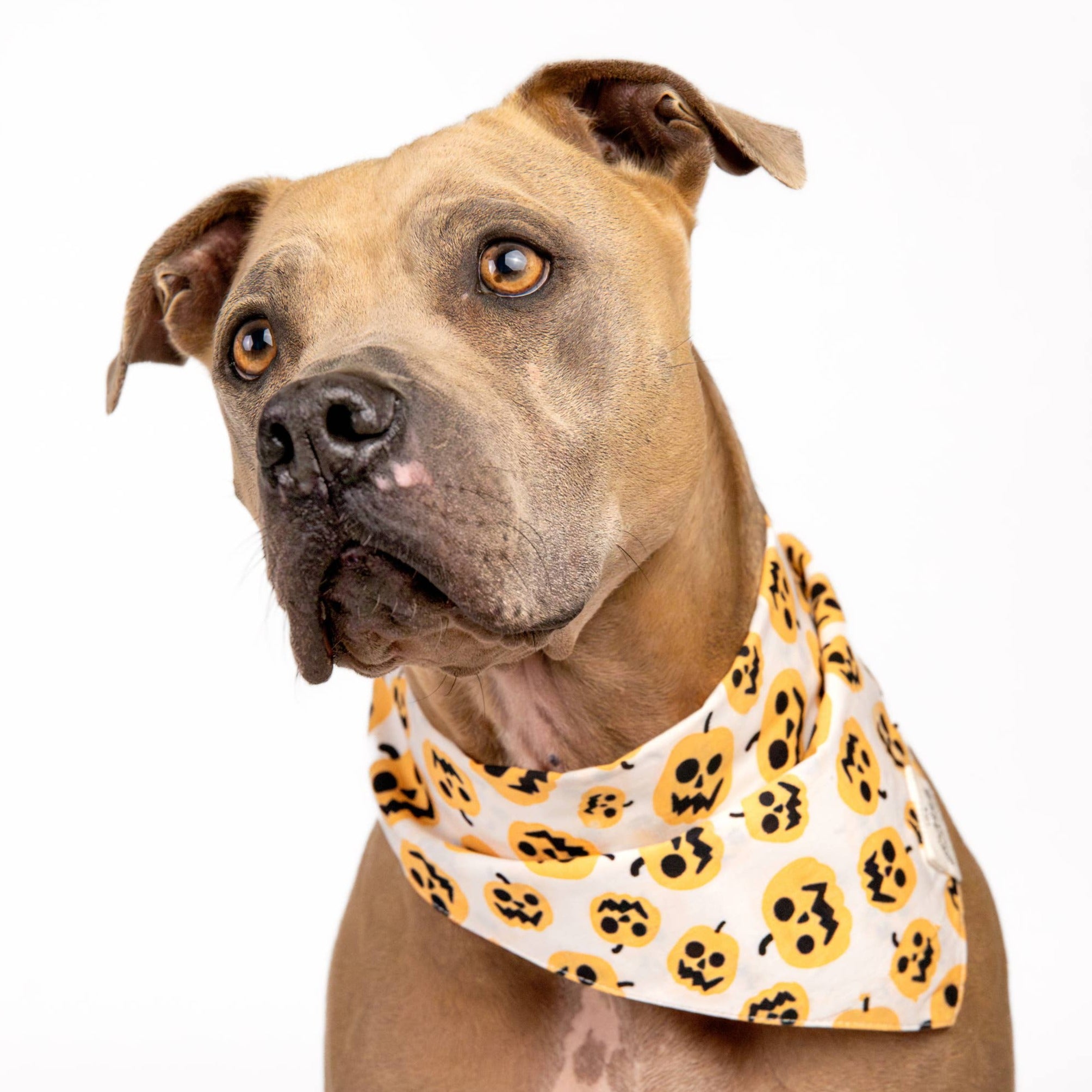 Pumpkin Dog Bandana