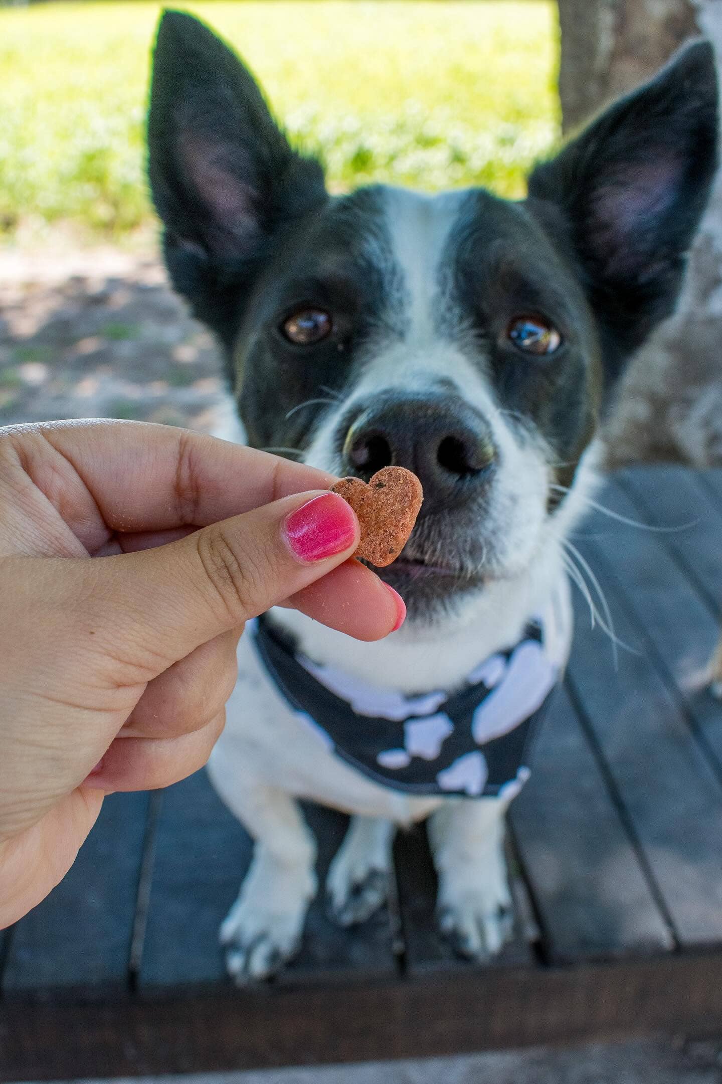 Love Bites Dog Treats