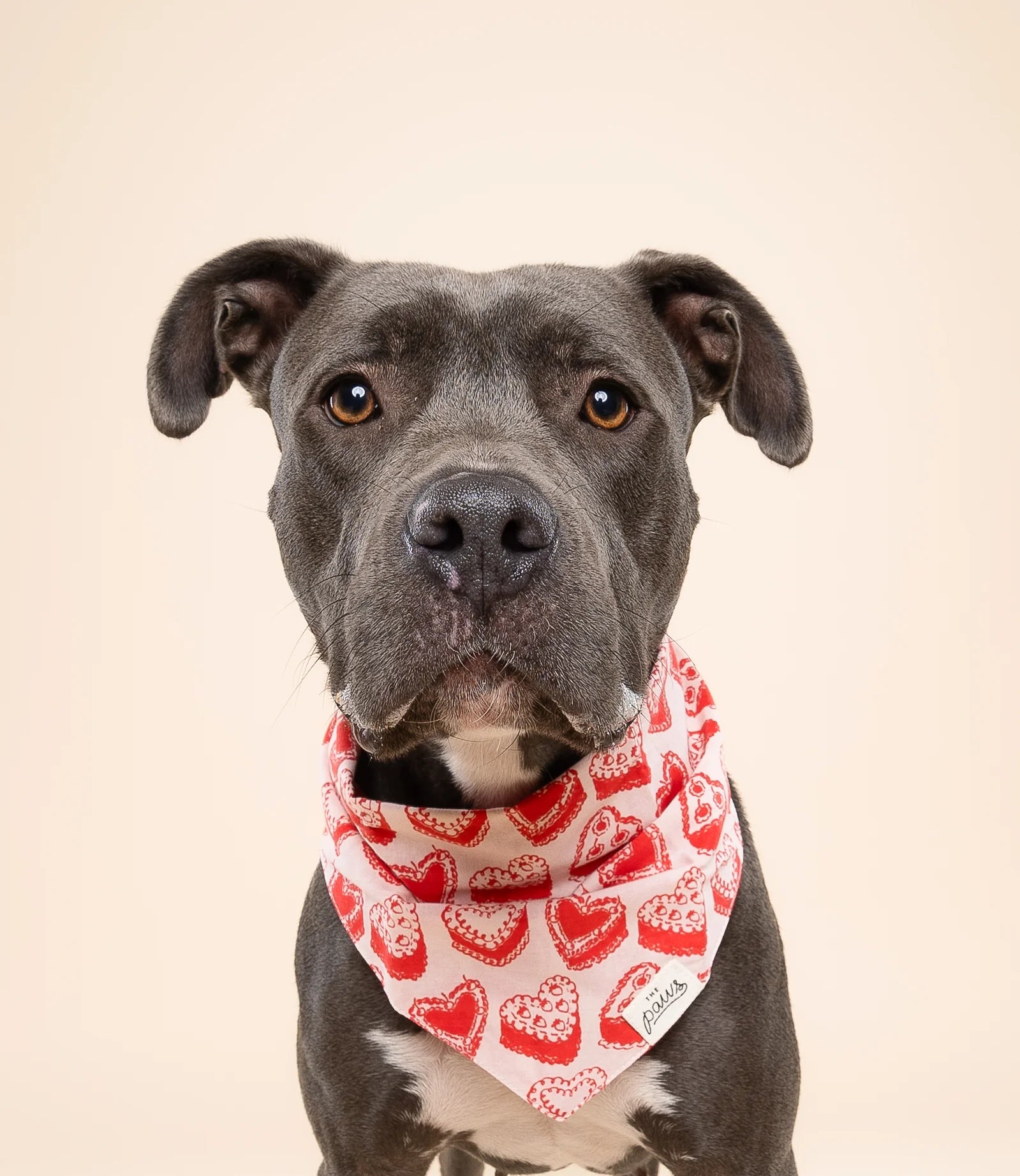 Kate Dog Bandana