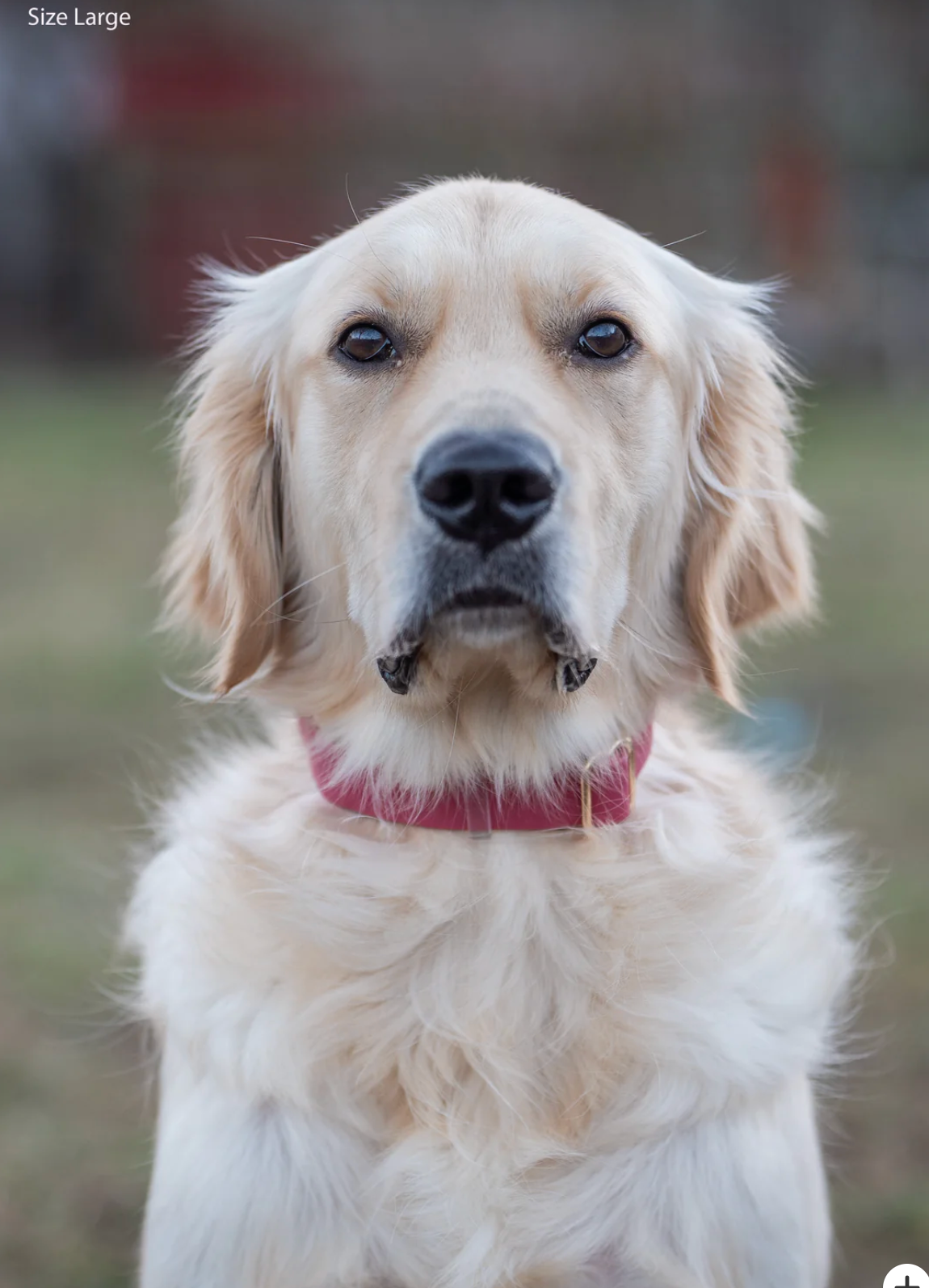 Waterproof Dog Collar