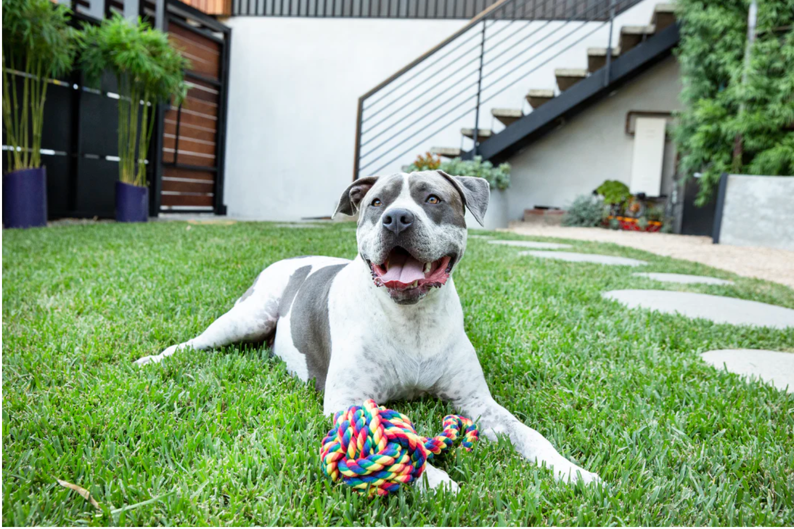 Rainbow Celtic Knot Rope Dog Toy