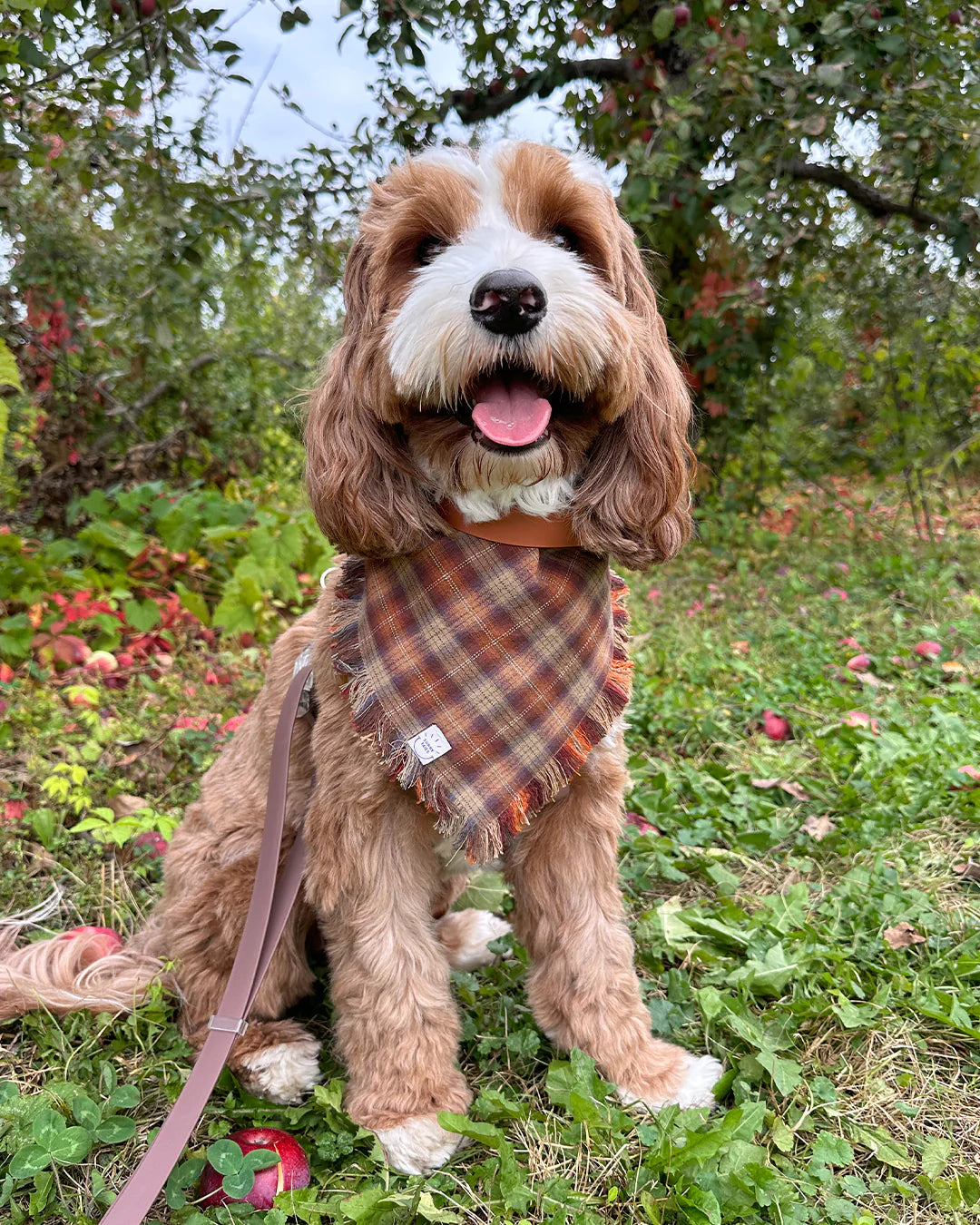 Woodland Wander Plaid Frayed Dog Bandana