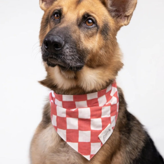 Kings Dog Bandana