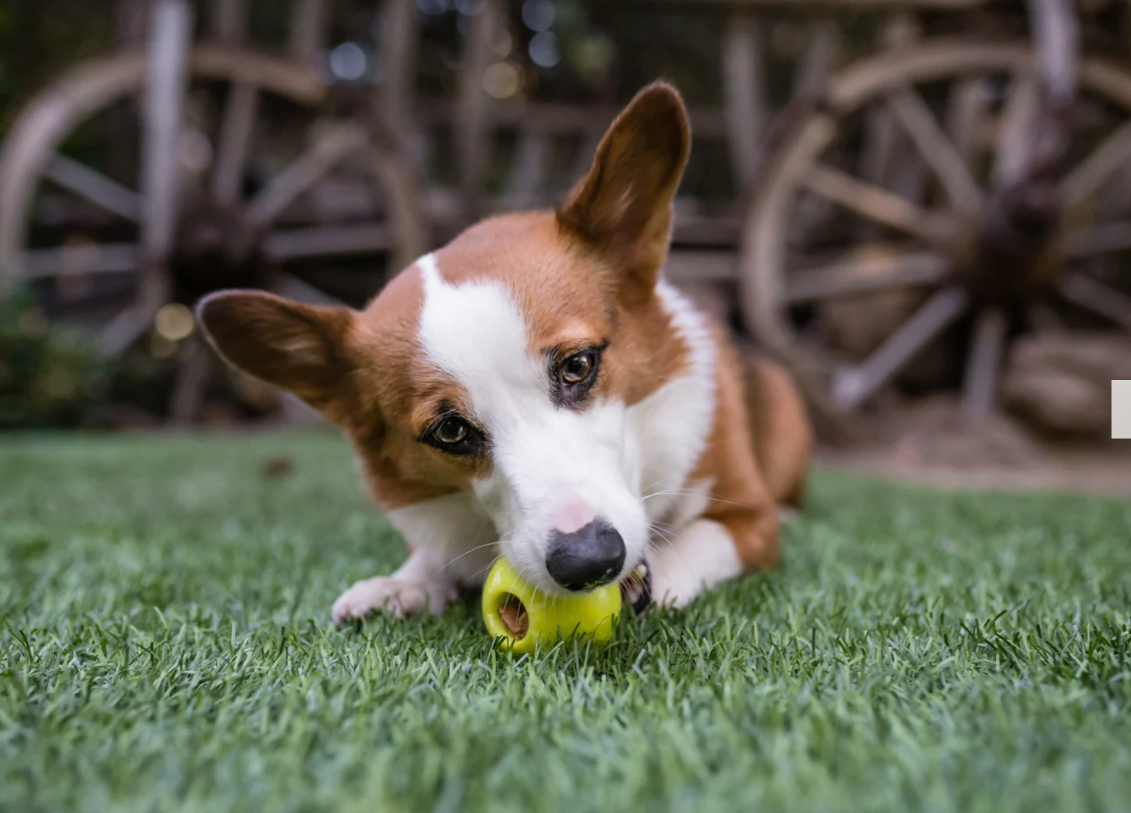 ZoomieRex IncrediBall