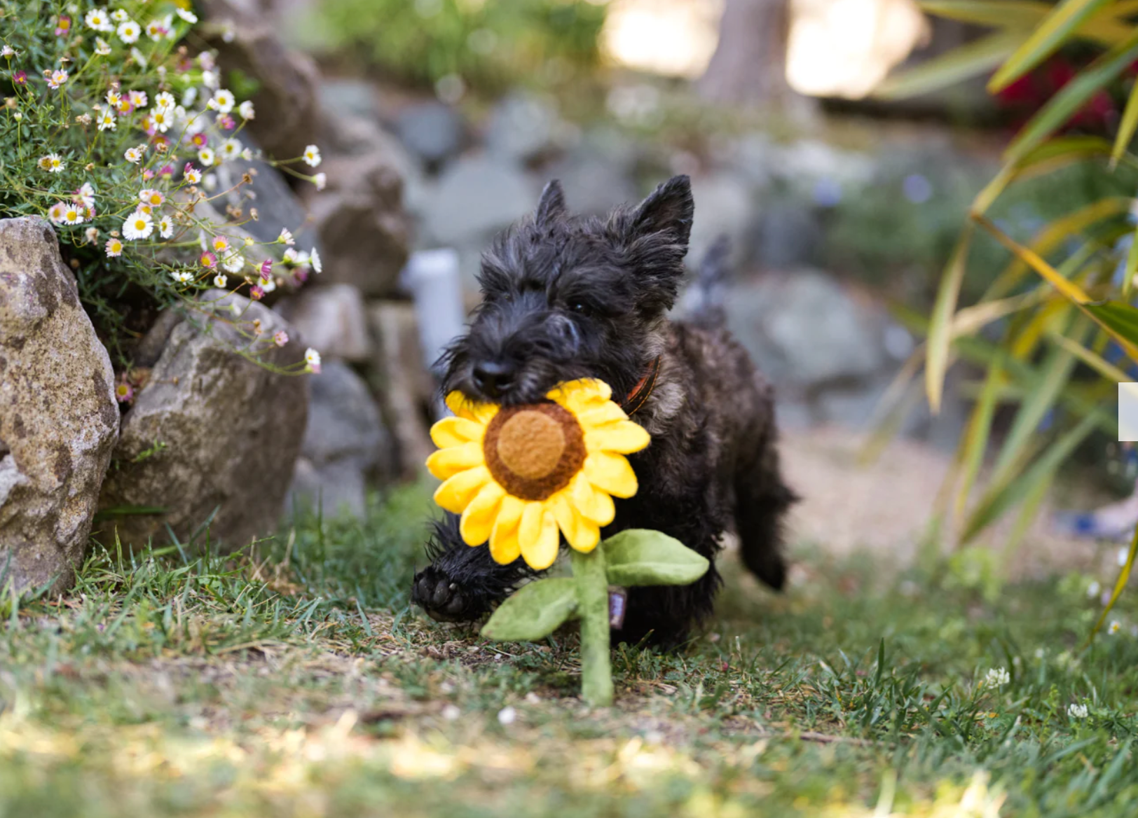 Blooming Buddies Sassy Sunflower Toy