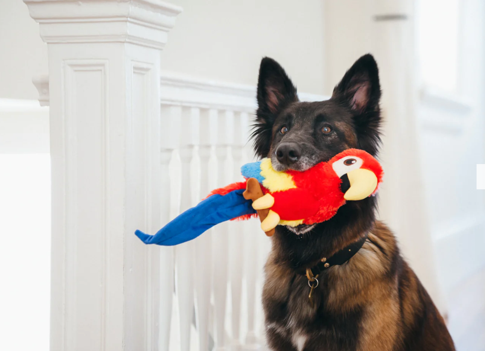 Fetching Flock Paula the Parrot Toy