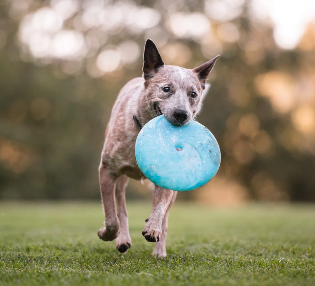 ZoomieRex InfiniDisc