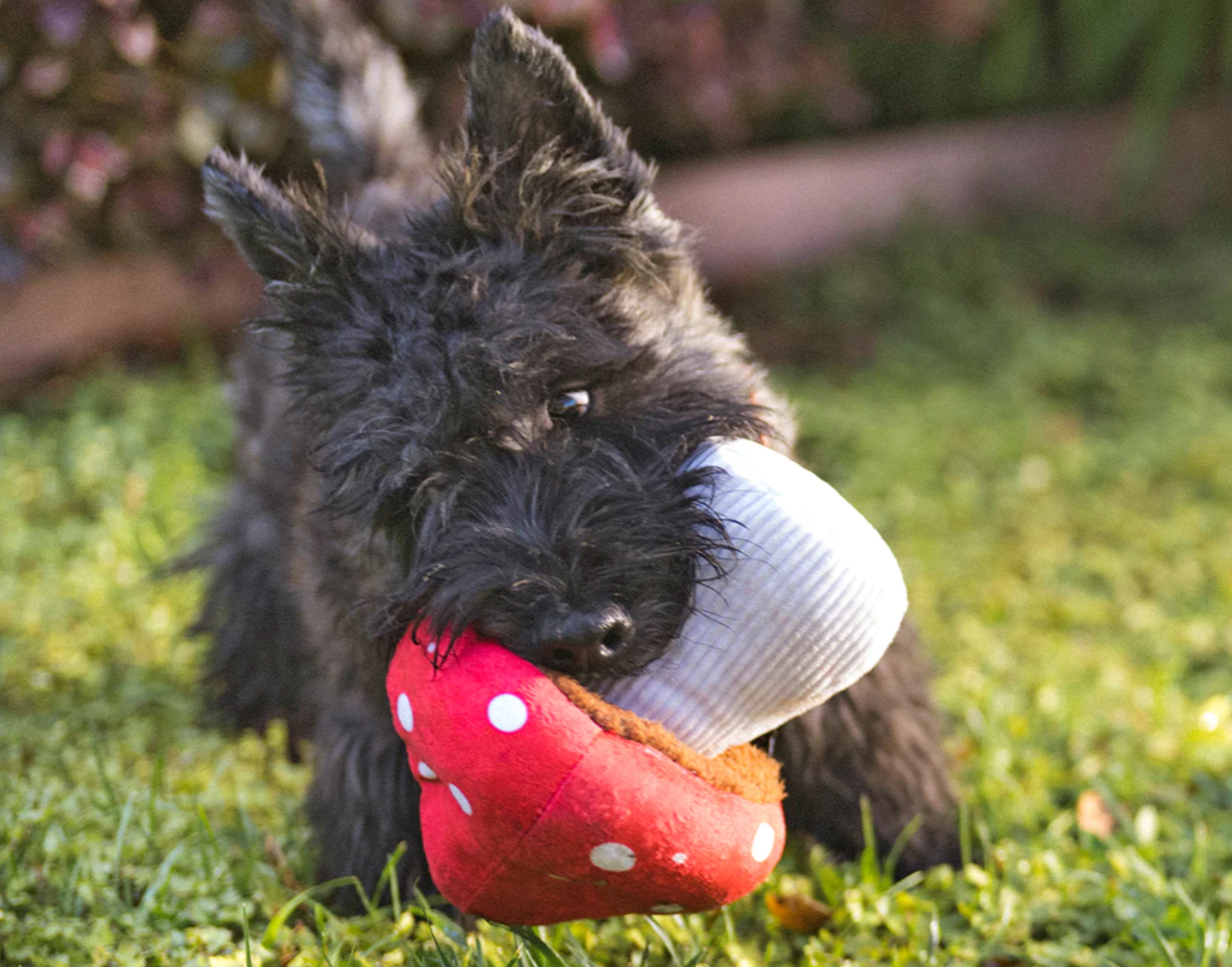 Blooming Buddies Mutt's Mushroom Toy