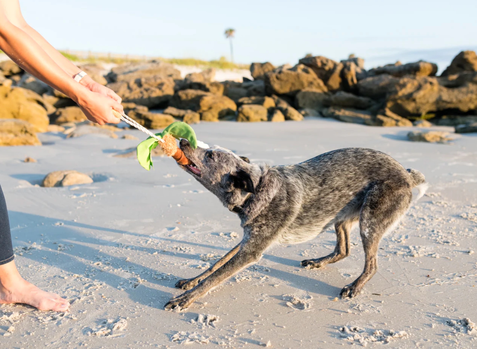 Tropical Paradise Puppy Palm Toy