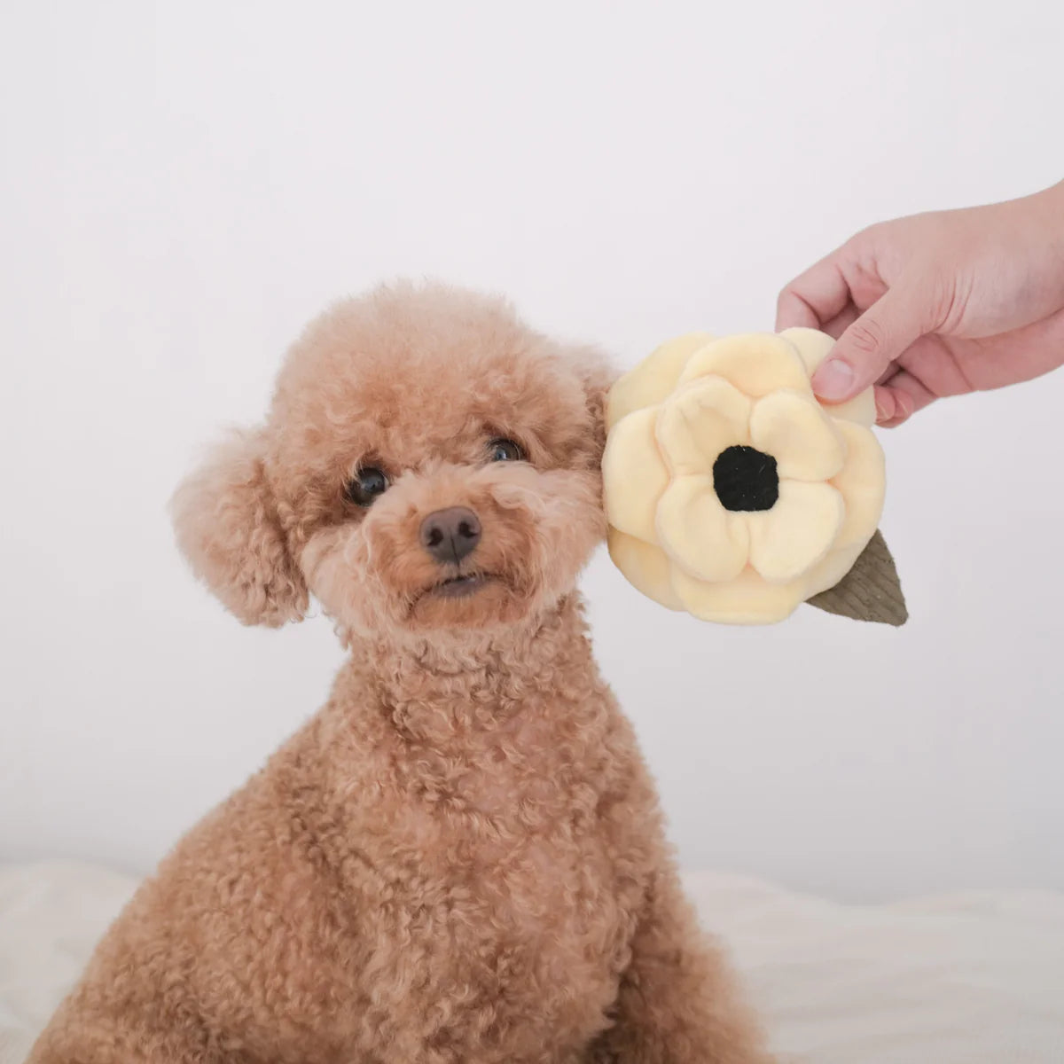 Poppy Dog Toy