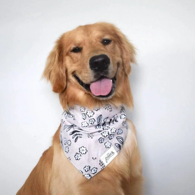 Latte Dog Bandana