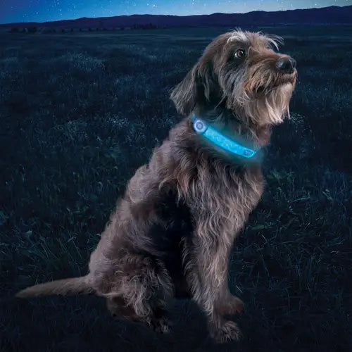 NiteDog® Rechargeable LED Collar Cover - Disc-O Select™