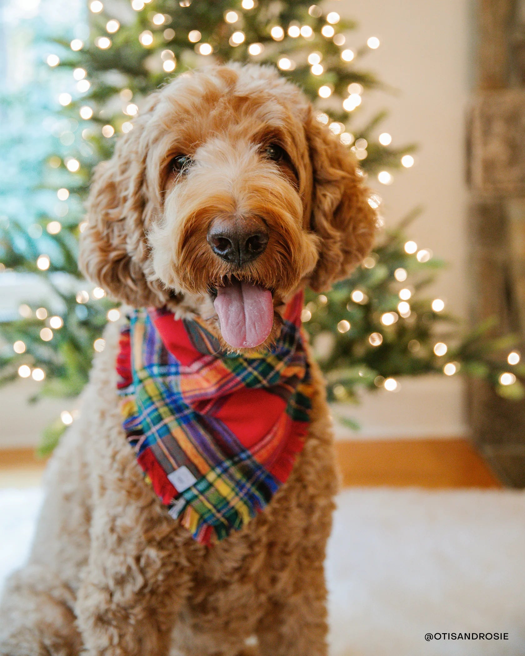 Holiday Cheer Frayed Dog Bandana