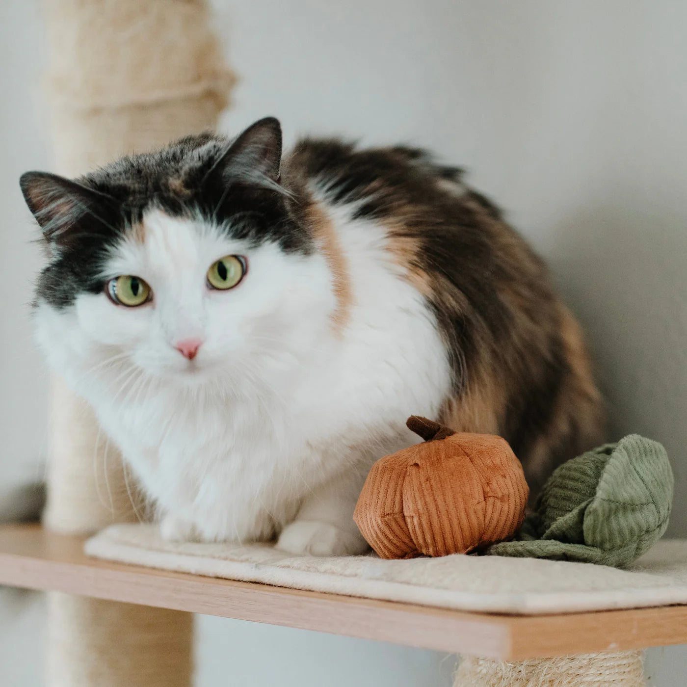 Kitty Veggie Toy Set