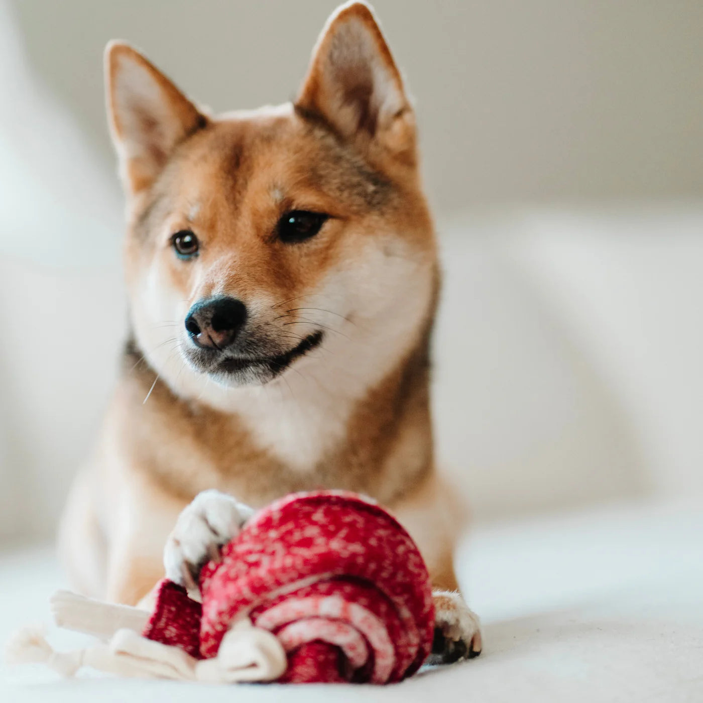 Lollipop Dog Toy